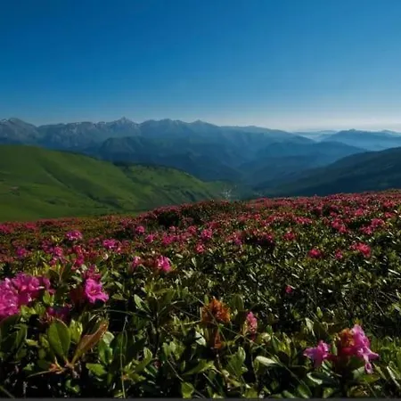 Dolcemente Bed & Breakfast Piaggia