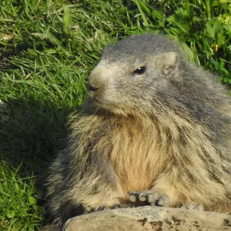 فندق مبيت وإفطار Dolcemente *