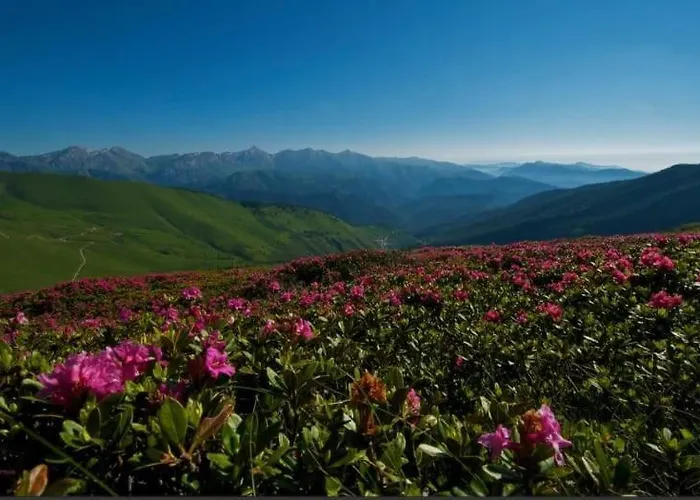 Dolcemente B&B Piaggia